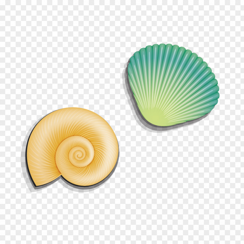 Conch Shell Seashell Sea Snail Clip Art PNG
