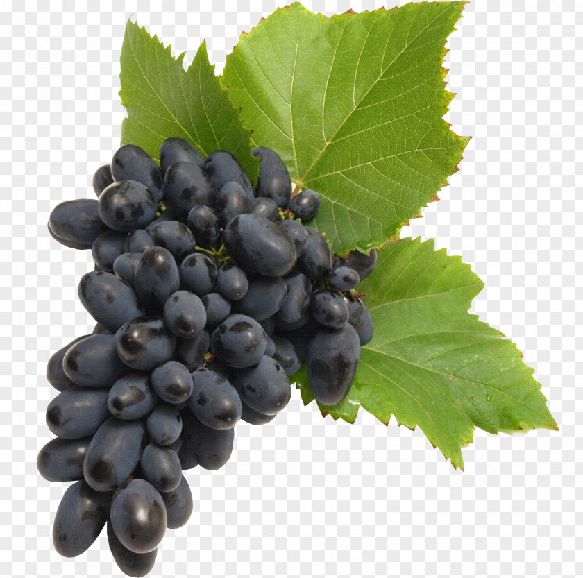 Grape Common Vine Winemaking PNG