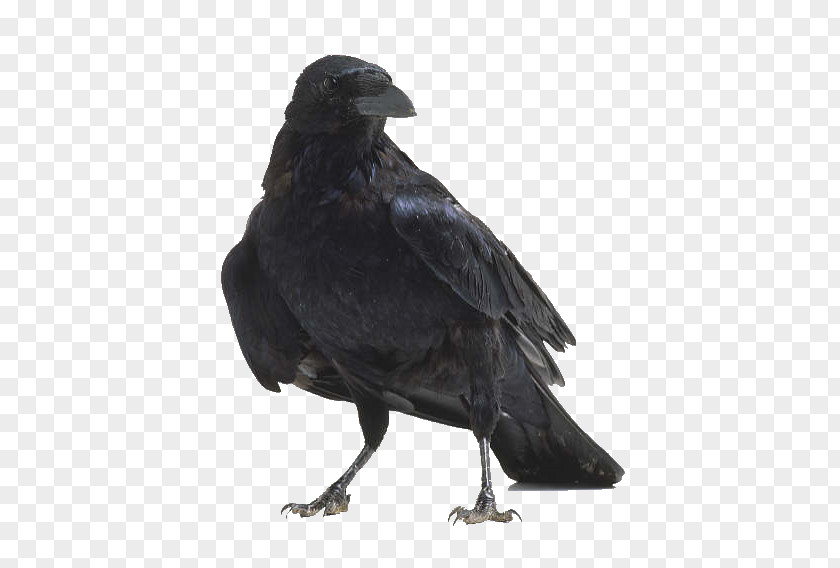 Raven American Crow Bird Anatomy PNG