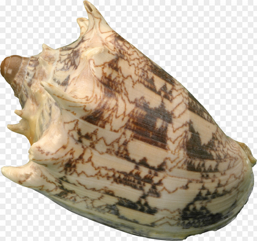 Shells Seashell Conchology Sea Snail PNG