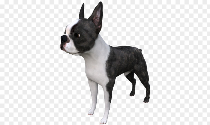 Boston Terrier Dog Breed Autodesk 3ds Max TurboSquid STL PNG