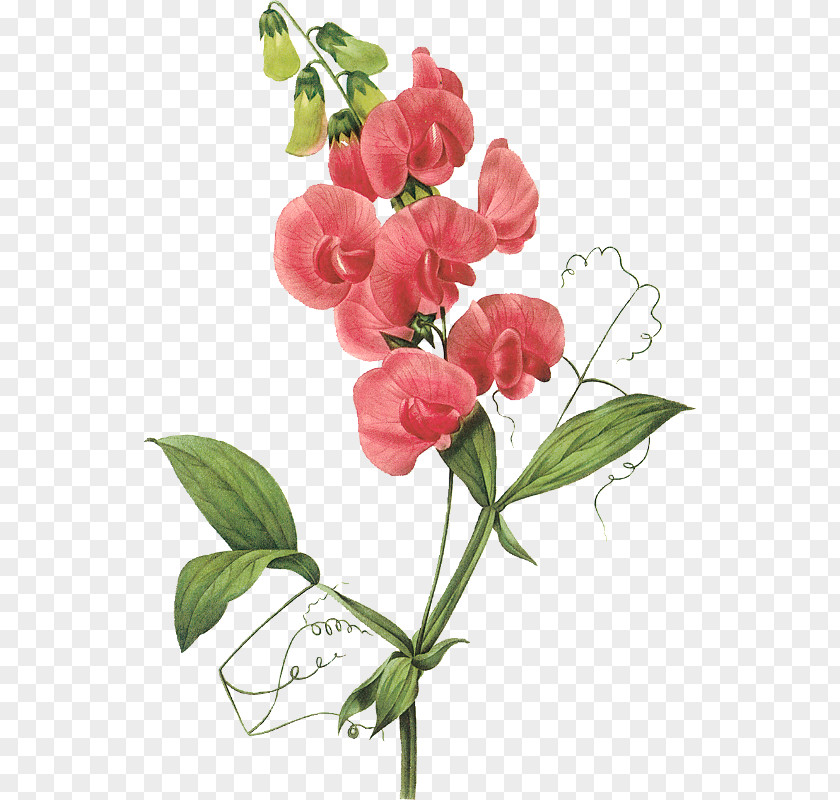 Flower Broad-leaved Sweet Pea Clip Art PNG