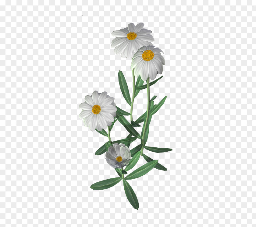 Flower Common Daisy Clip Art PNG