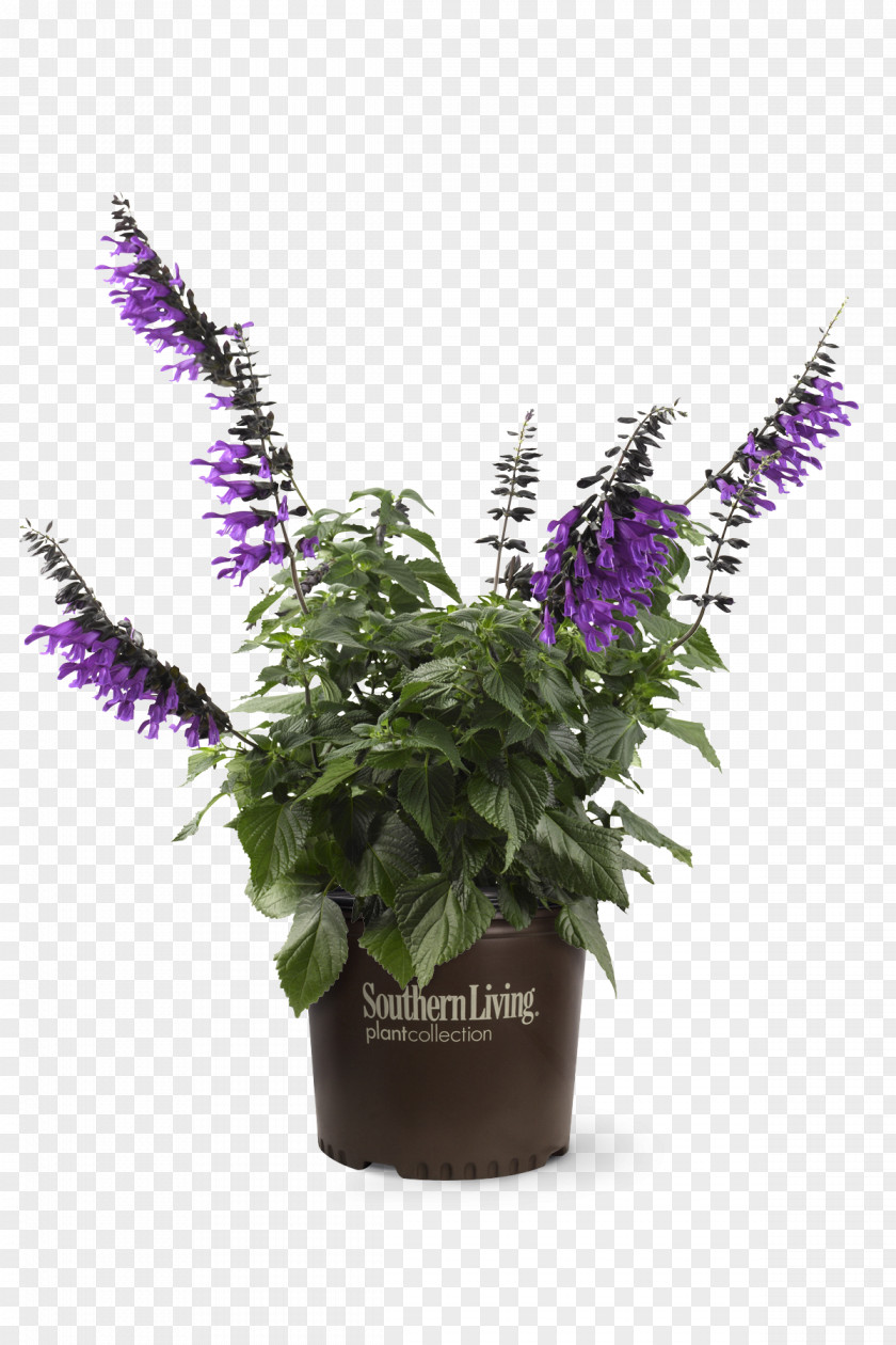 Flower Flowerpot Flowering Plant Herb PNG