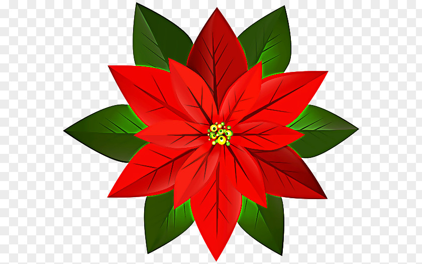 Flowering Plant Leaf Flower Red Poinsettia Petal PNG