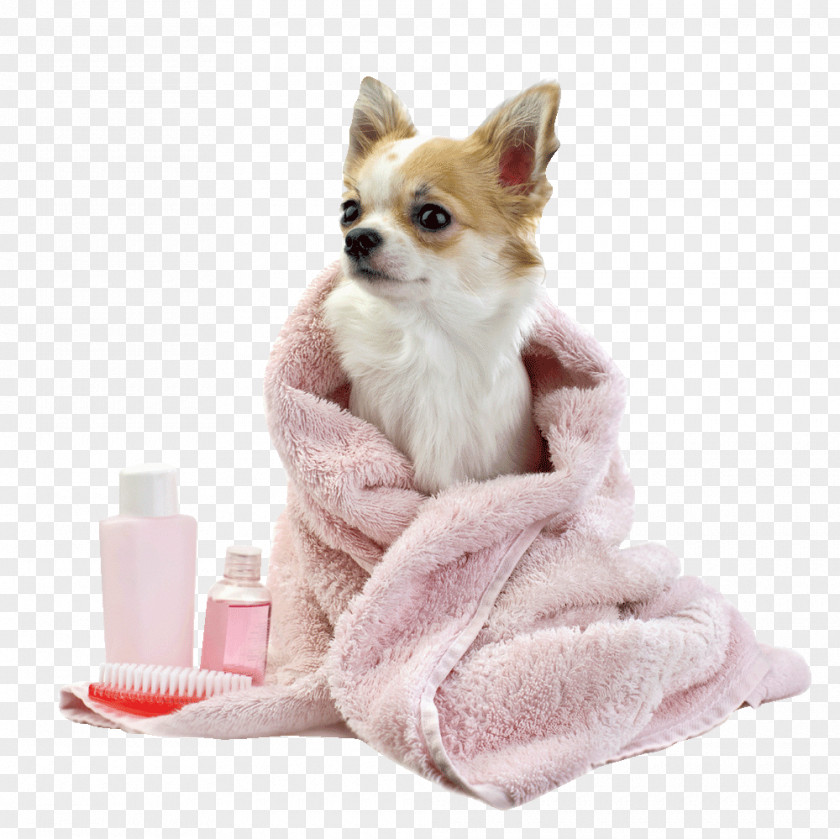 Groom Pug Puppy Cat Dog Grooming Shampoo PNG
