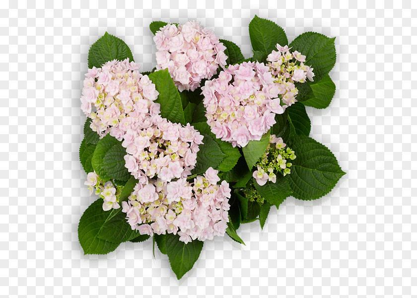 Hortensia Hydrangea GLOBALG.A.P Certification You+Me Schloss Wackerbarth PNG