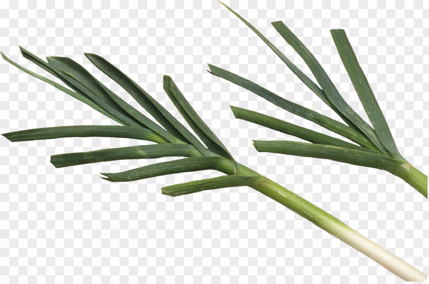 Scallion Background Welsh Onion Leek Garlic Vegetable PNG