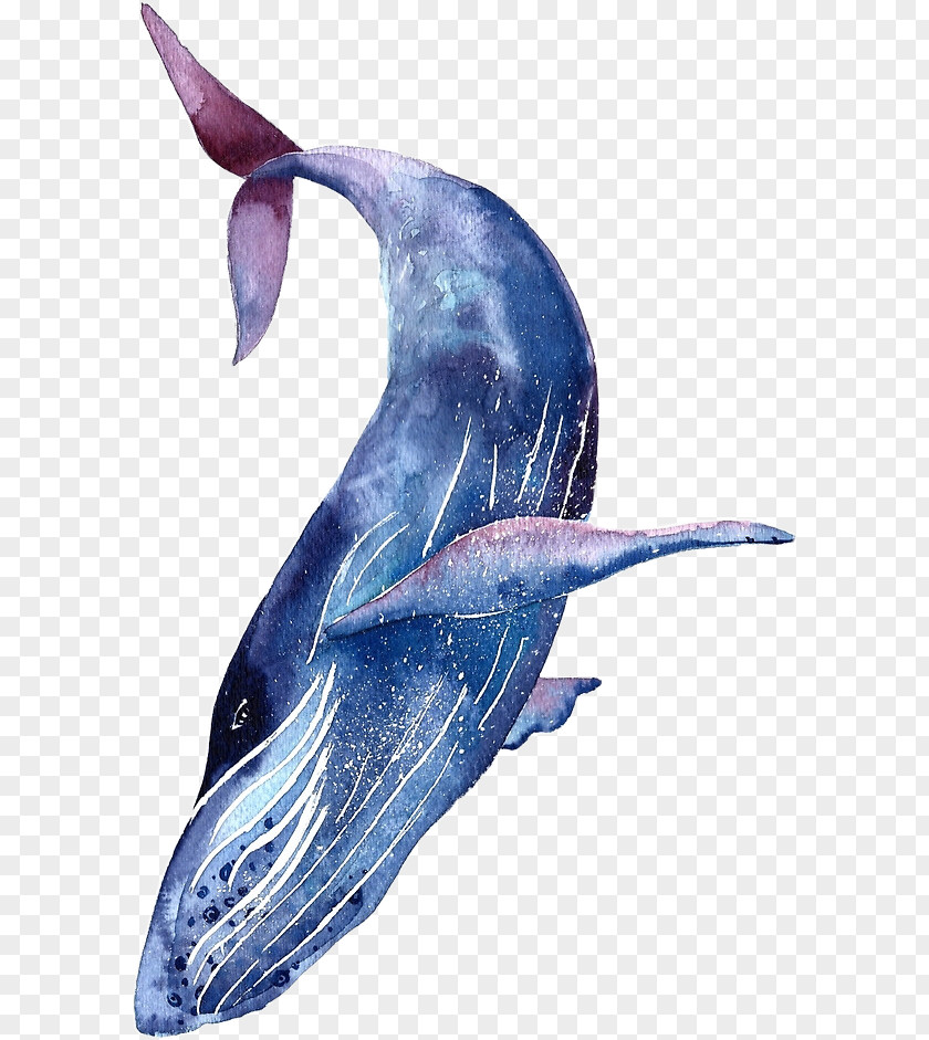 Shark Whale Tattoo Humpback Blue PNG