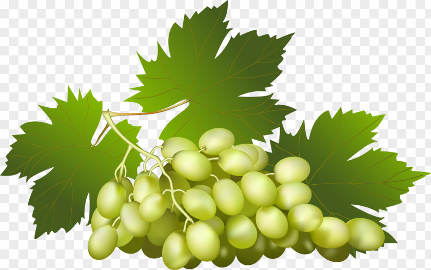 Berries Common Grape Vine Wine Juice PNG