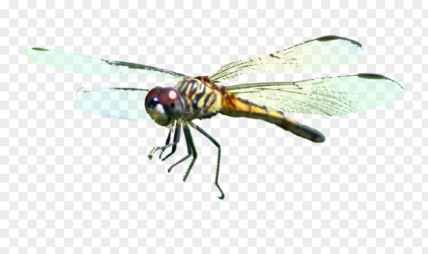 Dragonfly Pterygota Shamanism Spirit Healing PNG