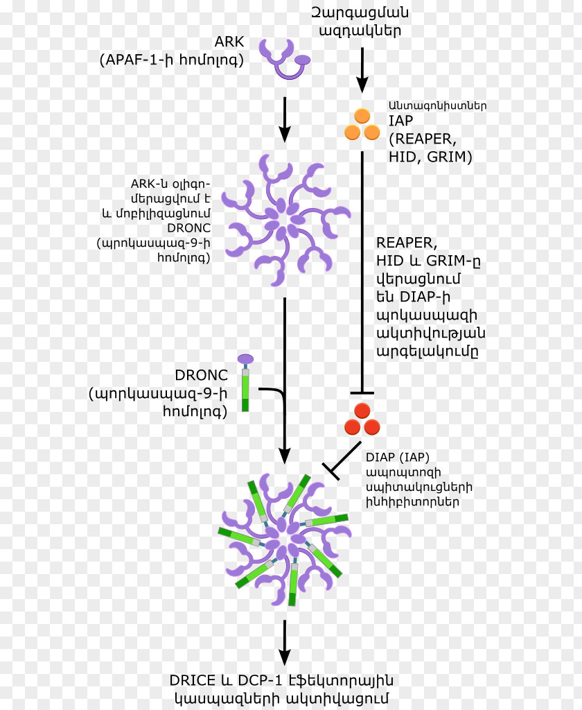 Drosophila Apoptosis Cell Membrane Annexin Ceramide PNG