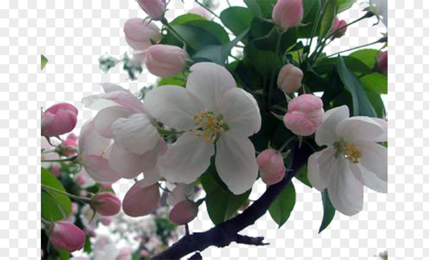 Green Apple Flowers Cherry Blossom Flowering Tea Apples PNG