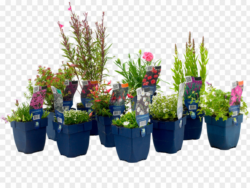 Kado Aralia Garden Center Voorne-Putten Floral Design Flowerpot Houseplant PNG