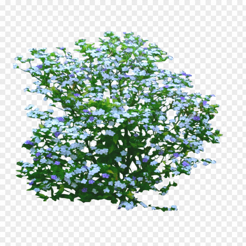Shrub Brunfelsia Pauciflora Flower PNG