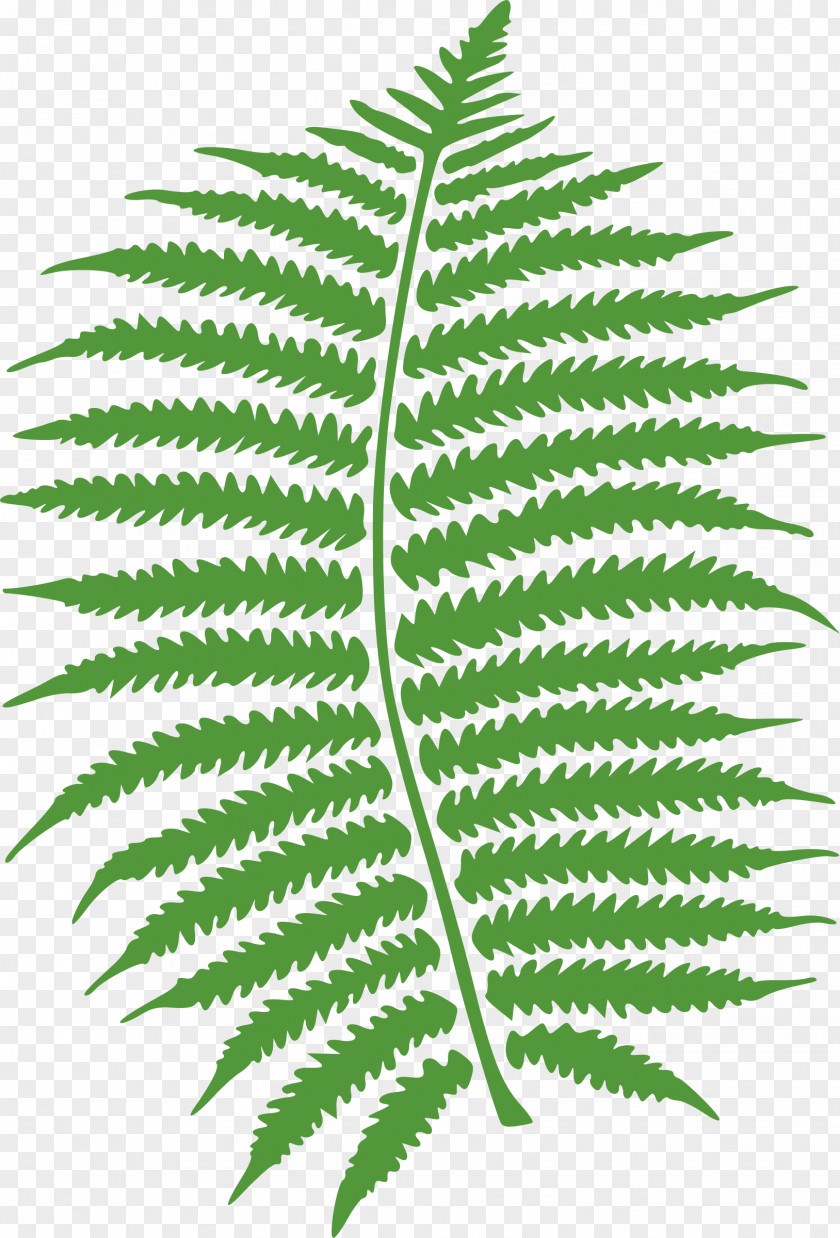 Fern Frond Leaf Clip Art PNG