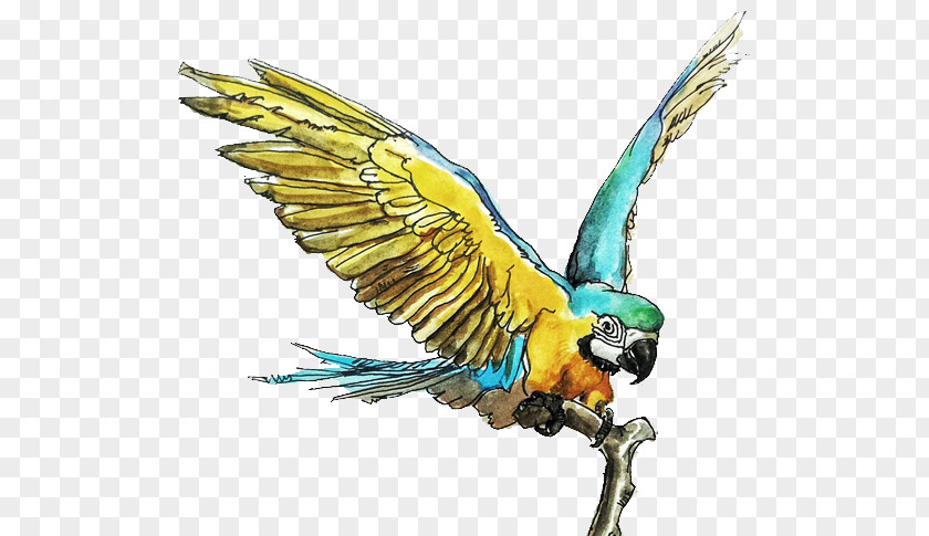 Hand-painted Parrot Bird Macaw Parakeet PNG