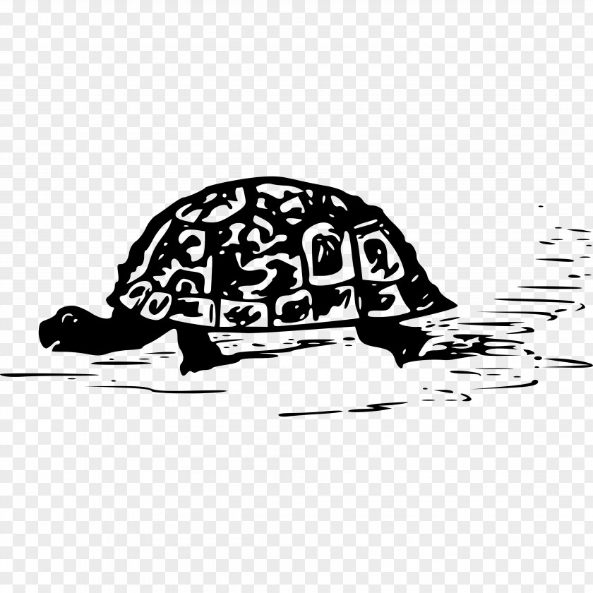 Turtle Sea Tortoise Reptile Clip Art PNG