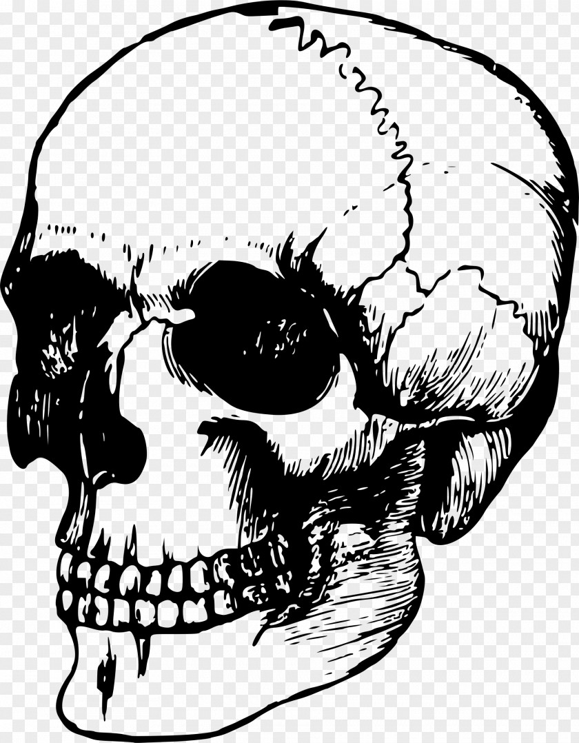 Vector Skull Bone Human Skeleton Anatomy PNG