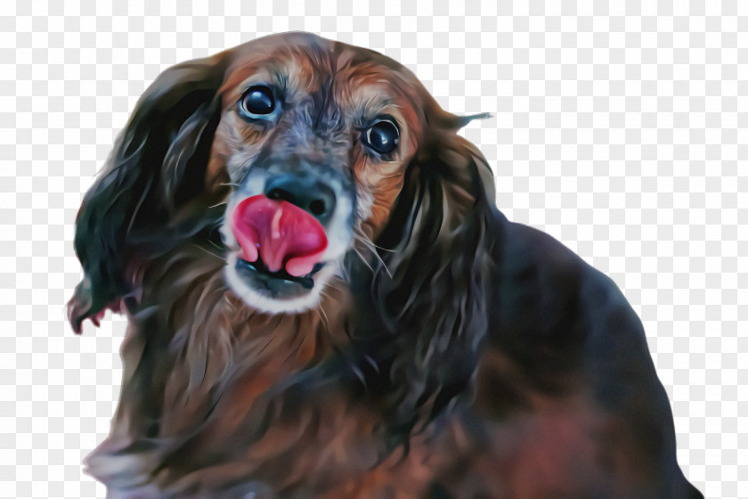Cocker Spaniel Sporting Group Dog Companion Snout Rare Breed (dog) PNG