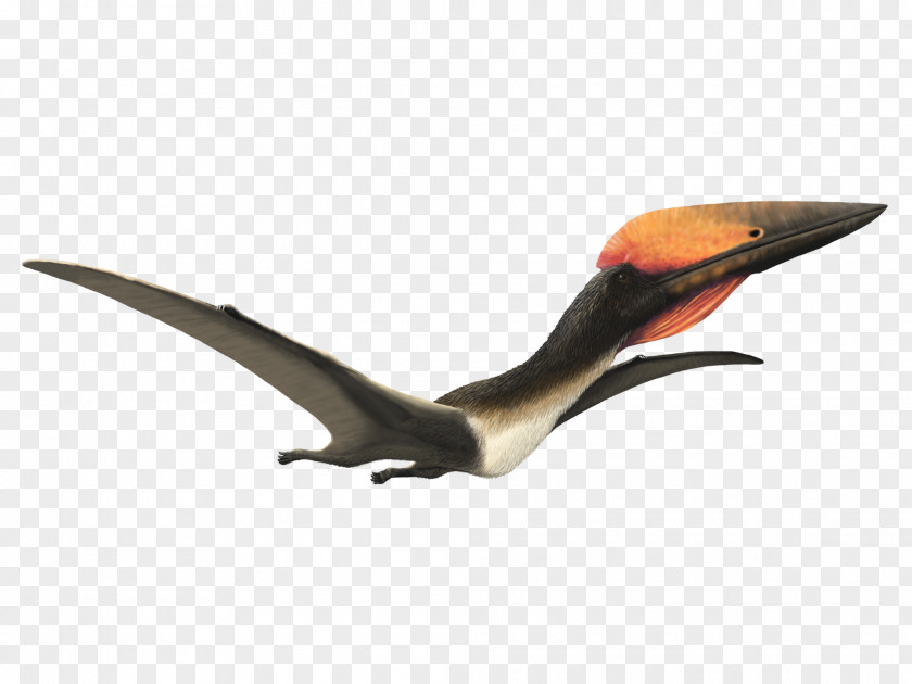 Dinosaur Hatzegopteryx Late Cretaceous Pterosaurs Quetzalcoatlus Aerotitan PNG