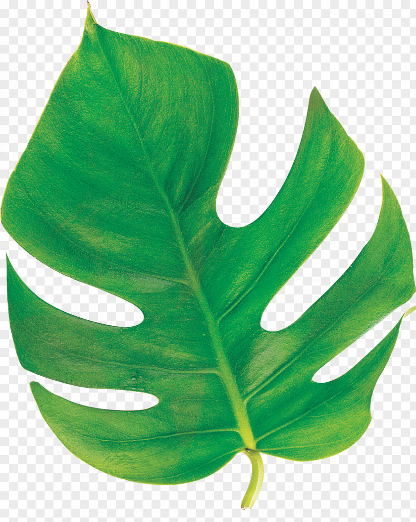 Leaf Clip Art Plant Stem Image PNG