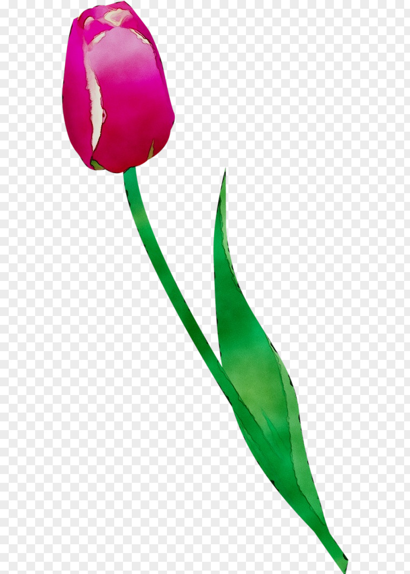 Tulip Cut Flowers Plant Stem Bud Rose Family PNG