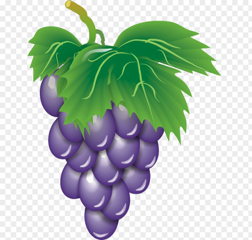 Z Grapes Wine Common Grape Vine Fruit Clip Art PNG