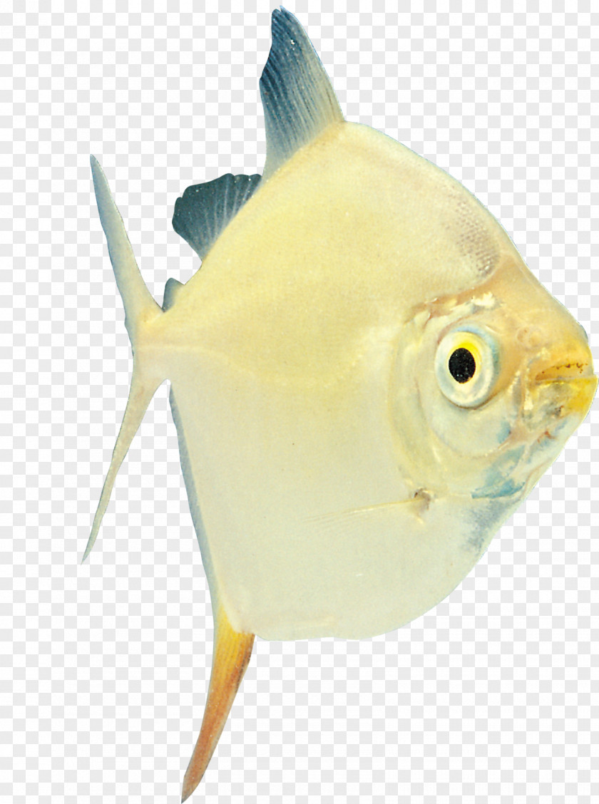 100% Tropical Fish Ornamental Characidae Amur Catfish PNG