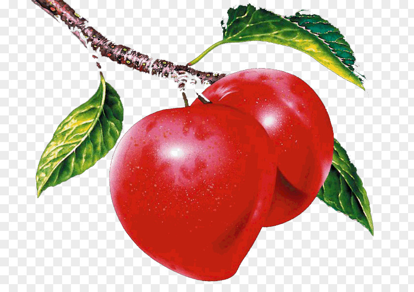 Fresh Apples Nectarine Apple CorelDRAW Ameixeira PNG