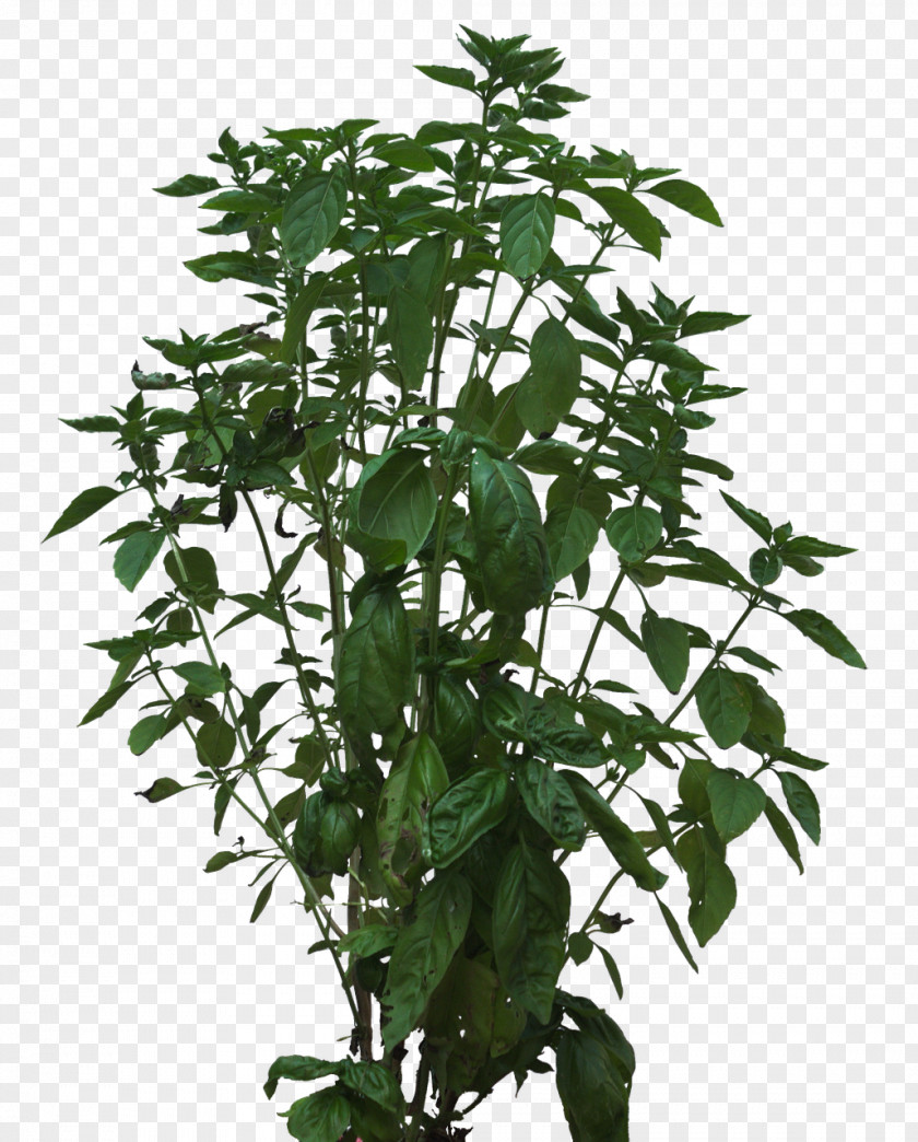 Plant Stem Shrub PNG