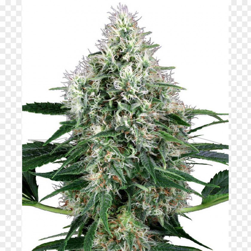 Power Plants Marijuana Autoflowering Cannabis Sativa Seed PNG