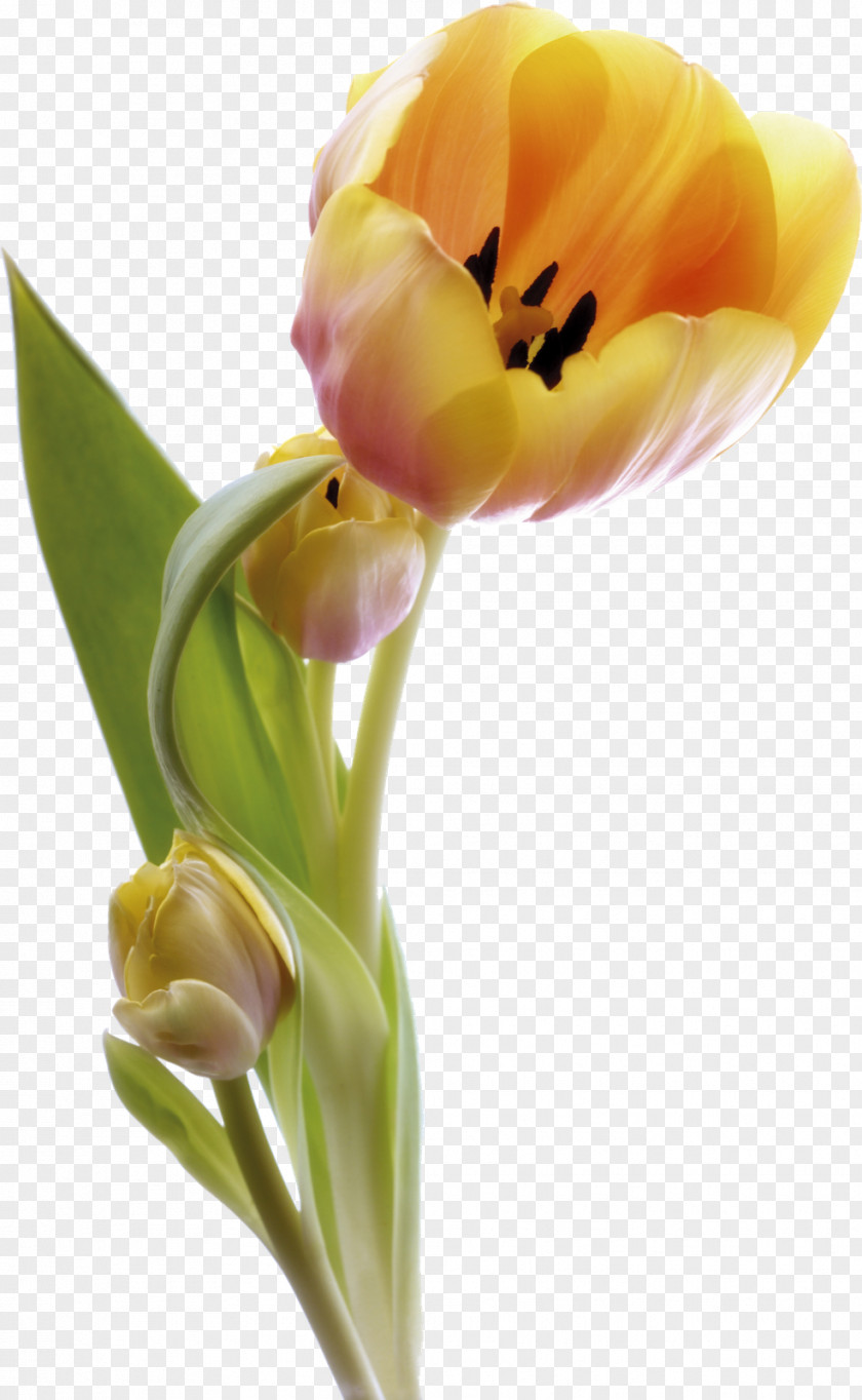 Spring Flower Morning Good Happiness Thursday PNG