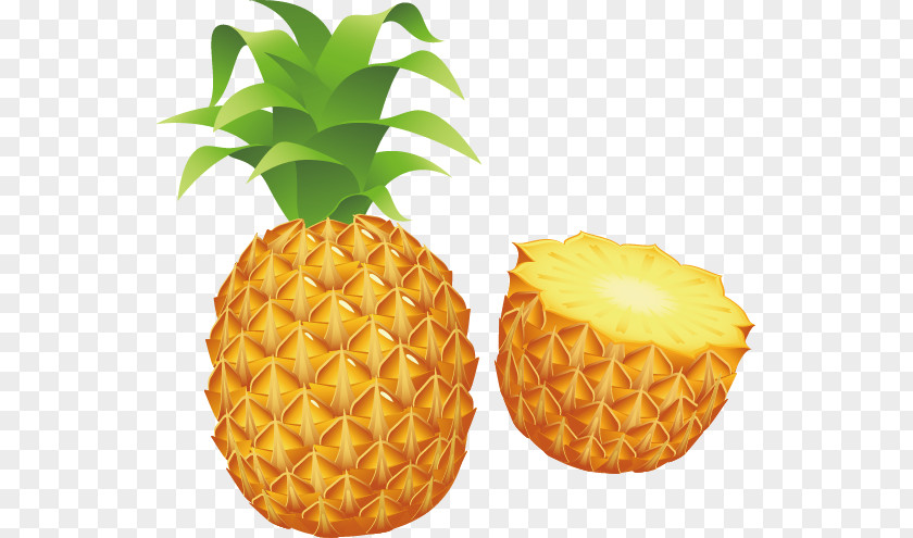 Vector Painted Pineapple Fruit Stock Photography Clip Art PNG