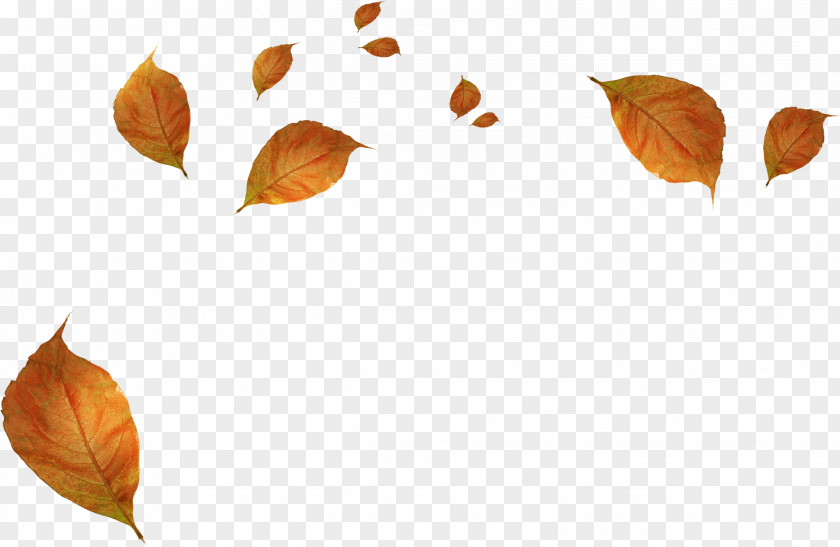 Withered Autumn Leaves Leaf PNG