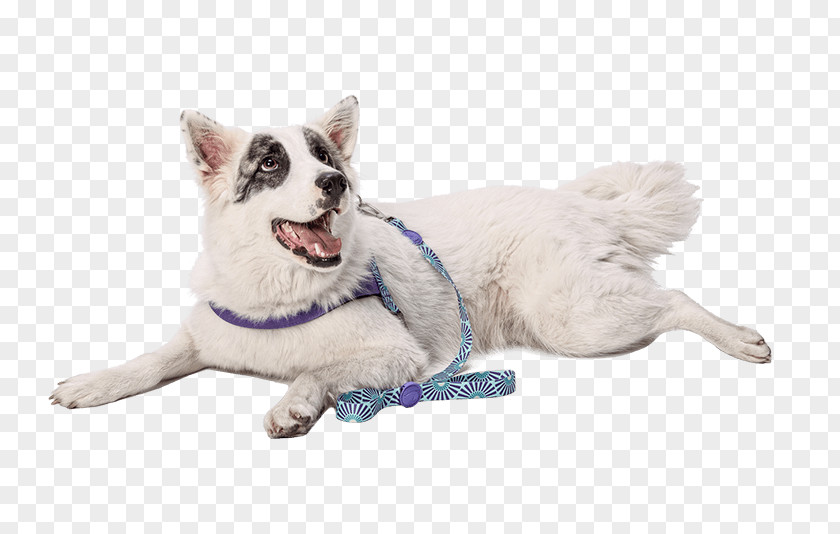 Dog Harness Whiskers Leash White Shepherd Cat PNG