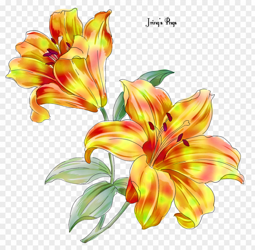 Flower Lily Floral Design Fleur-de-lis PNG