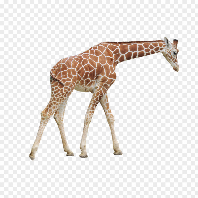 Giraffe Northern PNG