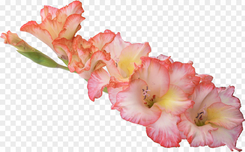 Gladiolus Hybrid Nanus Etsy Clip Art Image Transparency PNG