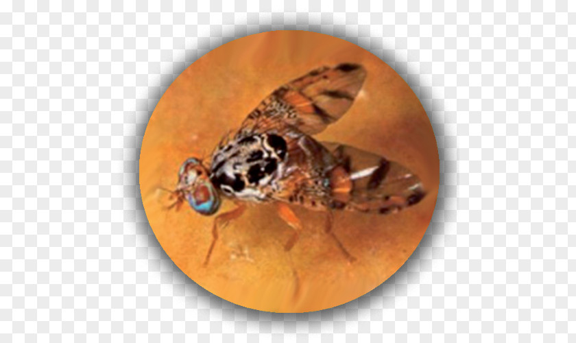 Insect Citrus Fruit Ravageurs Des Agrumes Mediterranean Fly Disease PNG