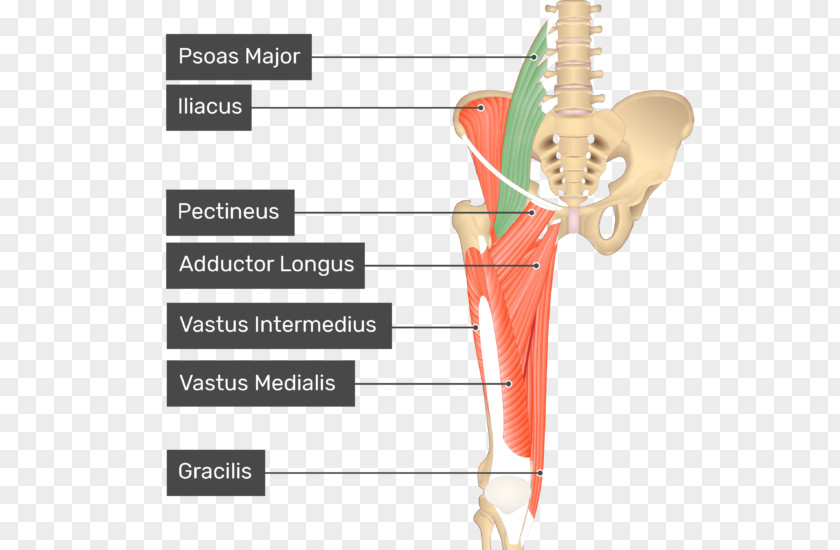 Pectineus Muscle Sartorius Anatomy Human Body PNG