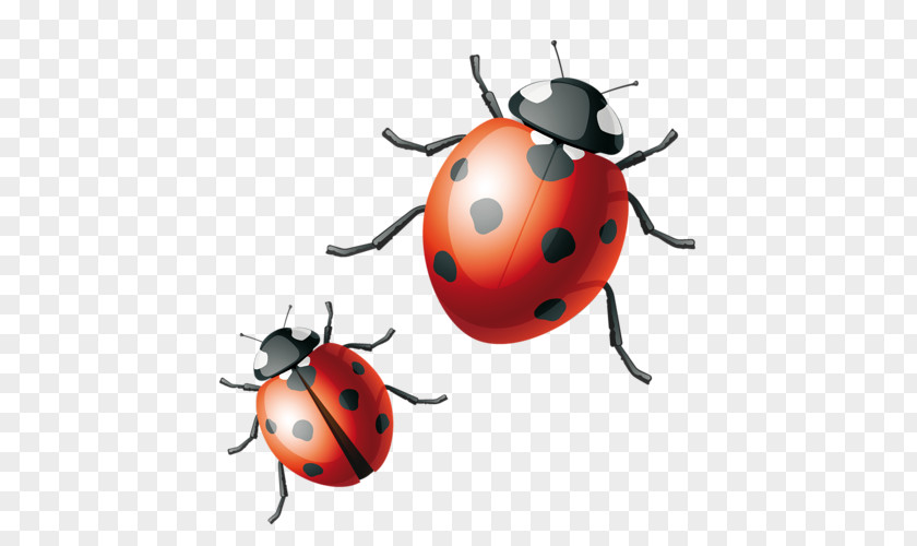 Beetle Ladybird Drawing PNG