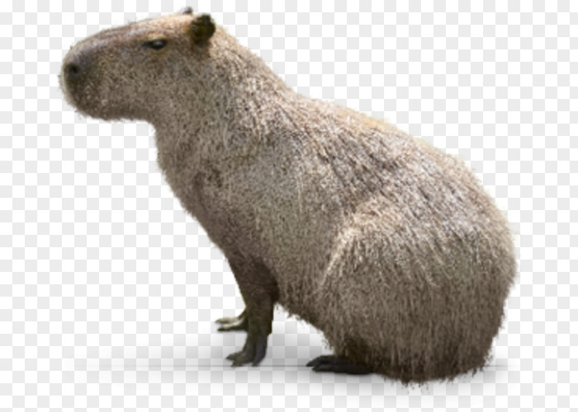 Capybara Interdigital Webbing Webbed Toes Hellabrunn Zoo Snout PNG