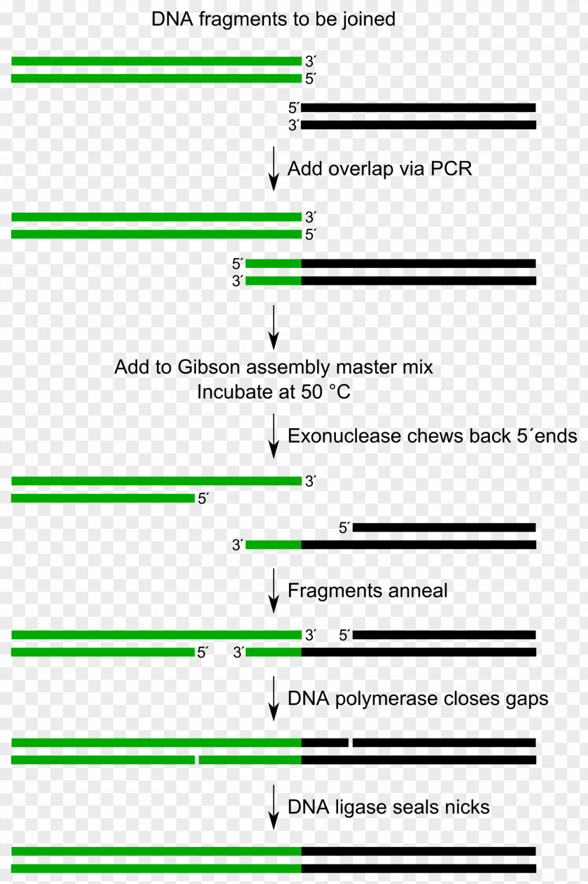 Design Of Experiments Isotretinoin United States PNG