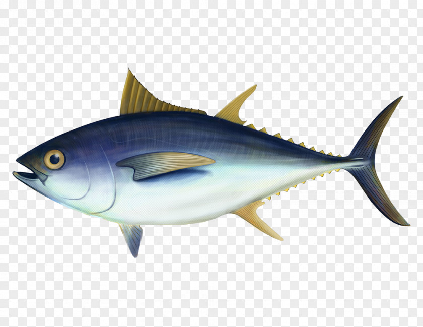 Fish Bigeye Tuna Swordfish Euthynnus Lineatus Delivery PNG