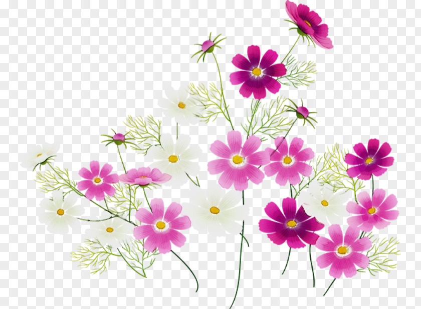 Floral Design Daisy Family PNG