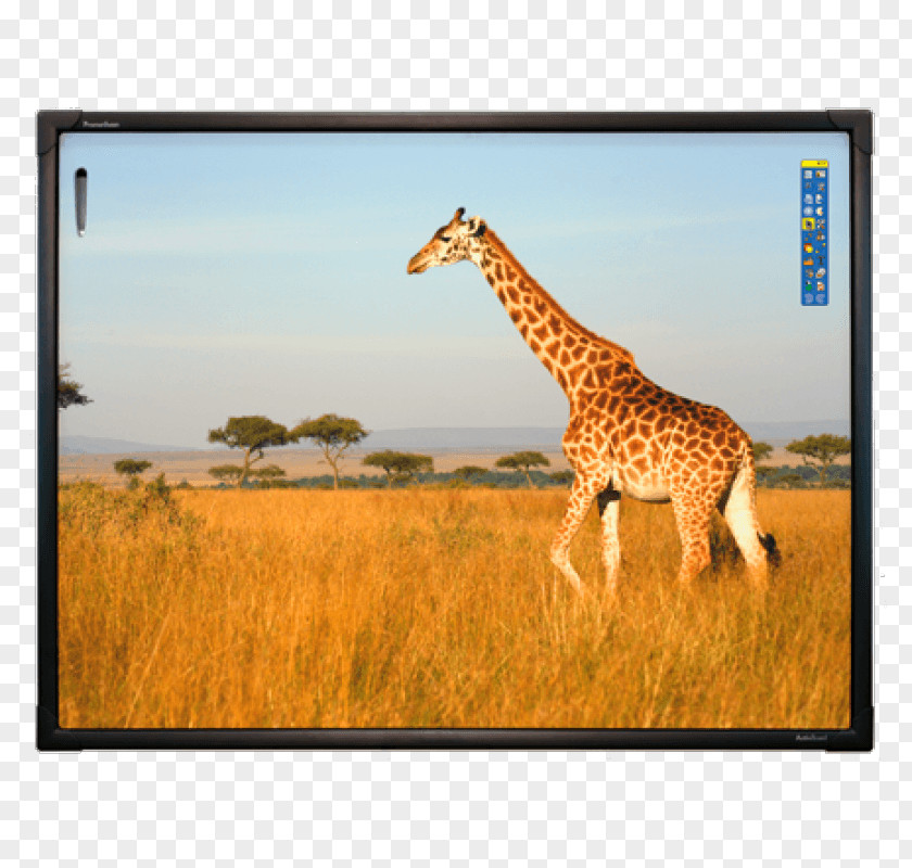 Giraffe Drawing Interactive Whiteboard Dry-Erase Boards Interactivity School Travel PNG