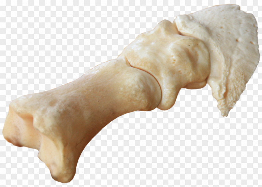 Legs Horse Bone DeviantArt Bear PNG