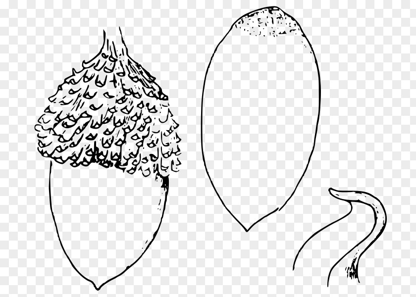 Quercus Line Art /m/02csf Drawing Mammal PNG