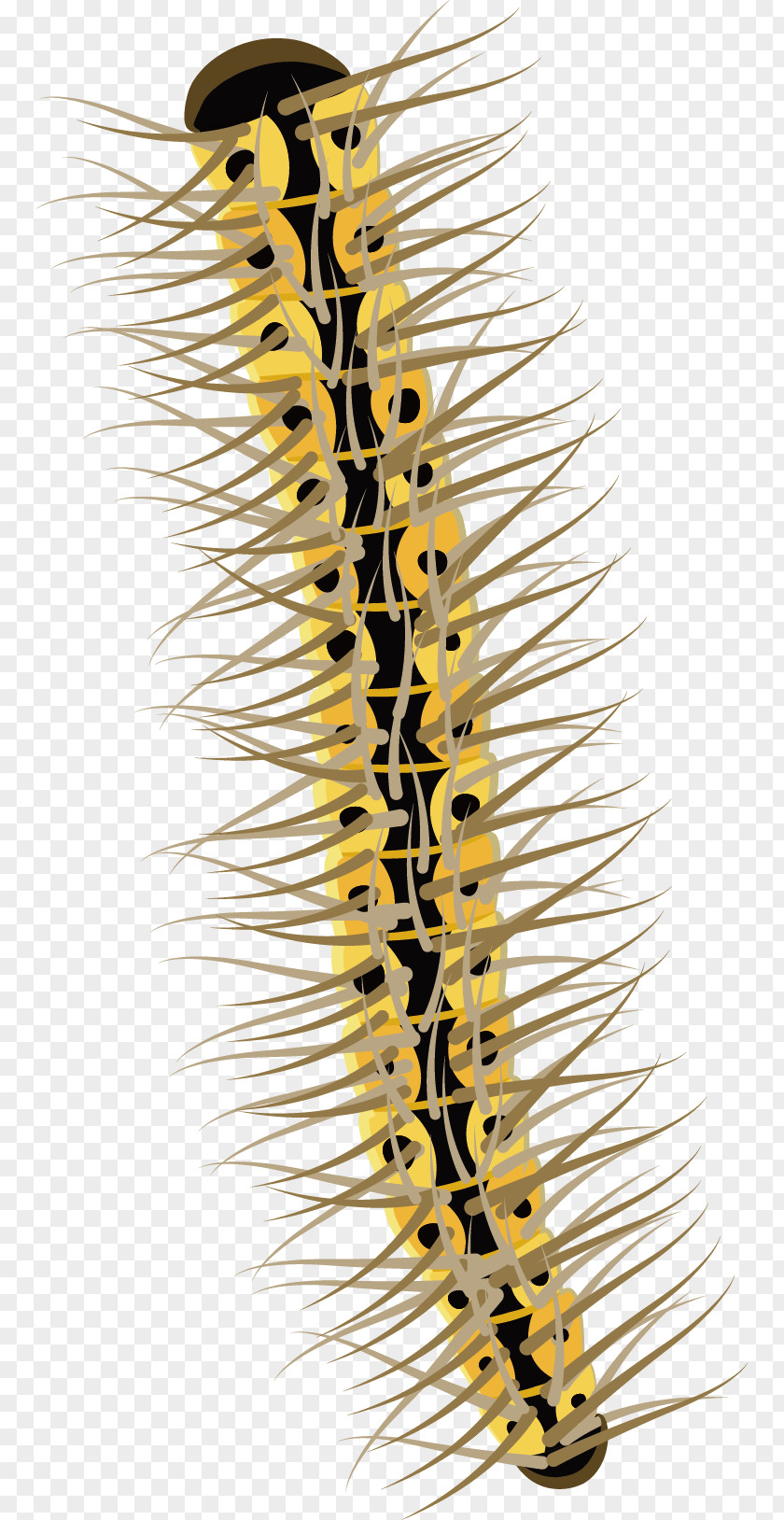 Caterpillar Vector Insect PNG